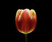 tulp 2-2013 3558